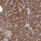 Glutaminyl-TRNA Amidotransferase Subunit QRSL1 antibody, NBP1-87992, Novus Biologicals, Immunohistochemistry paraffin image 