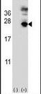 Microfibril Associated Protein 5 antibody, PA5-14204, Invitrogen Antibodies, Western Blot image 