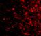 Leucine Rich Repeat And Fibronectin Type III Domain Containing 4 antibody, A12062, Boster Biological Technology, Immunofluorescence image 