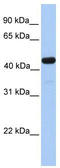 Galactose-3-O-Sulfotransferase 3 antibody, TA339640, Origene, Western Blot image 