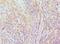 Elongin A antibody, LS-C377484, Lifespan Biosciences, Immunohistochemistry frozen image 