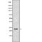 RAB24, Member RAS Oncogene Family antibody, abx218116, Abbexa, Western Blot image 