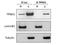 Transportin 1 antibody, NB600-1397, Novus Biologicals, Western Blot image 