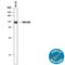 Unc-13 Homolog D antibody, MAB89661, R&D Systems, Western Blot image 