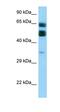 Chromosome 16 Open Reading Frame 70 antibody, orb326462, Biorbyt, Western Blot image 