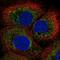 BCL2 Like 13 antibody, NBP1-90002, Novus Biologicals, Immunofluorescence image 