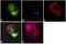 SMAD Family Member 4 antibody, 701682, Invitrogen Antibodies, Immunofluorescence image 