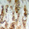Akt antibody, LS-C358911, Lifespan Biosciences, Immunohistochemistry frozen image 