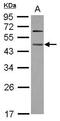 WD Repeat Domain 4 antibody, GTX117701, GeneTex, Western Blot image 