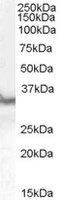 PD-L1 antibody, AHP2128, Bio-Rad (formerly AbD Serotec) , Western Blot image 