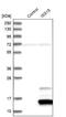ISG15 Ubiquitin Like Modifier antibody, NBP1-89809, Novus Biologicals, Western Blot image 