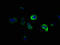 Doublecortin Like Kinase 1 antibody, LS-C671432, Lifespan Biosciences, Immunofluorescence image 