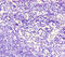 S protein antibody, CSB-PA005124LA01HU, Cusabio, Immunohistochemistry frozen image 