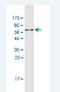 Activator Of Basal Transcription 1 antibody, H00029777-M04A-200ul, Novus Biologicals, Western Blot image 