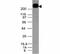 CD45RB antibody, 33-297, ProSci, Western Blot image 