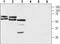 Neuroplastin antibody, PA5-77528, Invitrogen Antibodies, Western Blot image 
