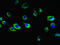 Ectonucleotide Pyrophosphatase/Phosphodiesterase 6 antibody, LS-C399105, Lifespan Biosciences, Immunofluorescence image 