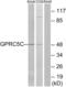 G Protein-Coupled Receptor Class C Group 5 Member C antibody, abx015318, Abbexa, Western Blot image 