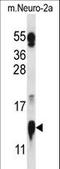 Cytochrome C Oxidase Subunit 5A antibody, LS-C159398, Lifespan Biosciences, Western Blot image 