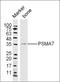Proteasome 20S alpha 7 antibody, orb1469, Biorbyt, Western Blot image 