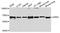 Glycoprotein A33 antibody, A3899, ABclonal Technology, Western Blot image 