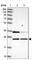 ATP synthase subunit b, mitochondrial antibody, HPA046067, Atlas Antibodies, Western Blot image 