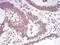 Lamin B2 antibody, NBP2-61818, Novus Biologicals, Immunohistochemistry paraffin image 