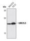 Ubiquitin Conjugating Enzyme E2 L3 antibody, PA5-17234, Invitrogen Antibodies, Western Blot image 