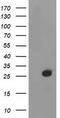 Deoxythymidylate Kinase antibody, TA503491, Origene, Western Blot image 