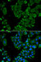 Drebrin 1 antibody, 22-162, ProSci, Immunofluorescence image 
