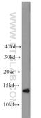 GABA Type A Receptor Associated Protein Like 2 antibody, 18724-1-AP, Proteintech Group, Western Blot image 