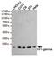 Chromobox 3 antibody, GTX16488, GeneTex, Western Blot image 