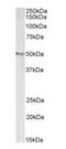 Signal Transducing Adaptor Family Member 2 antibody, orb181432, Biorbyt, Western Blot image 