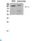 ATPase Na+/K+ Transporting Subunit Alpha 1 antibody, LS-C813933, Lifespan Biosciences, Western Blot image 