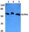 Raftlin, Lipid Raft Linker 1 antibody, A11324-1, Boster Biological Technology, Western Blot image 