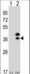 Distal-Less Homeobox 5 antibody, LS-C167447, Lifespan Biosciences, Western Blot image 