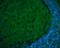 Glutamate Decarboxylase 1 antibody, PA5-21397, Invitrogen Antibodies, Immunohistochemistry frozen image 
