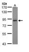 Peroxisomal Biogenesis Factor 5 antibody, GTX109798, GeneTex, Western Blot image 