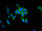 PTTG antibody, orb400448, Biorbyt, Immunocytochemistry image 