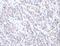 Actin Binding LIM Protein 1 antibody, LS-C404412, Lifespan Biosciences, Immunohistochemistry paraffin image 