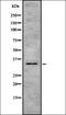 Activated Leukocyte Cell Adhesion Molecule antibody, orb336794, Biorbyt, Western Blot image 