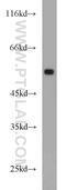 Tubulin Alpha 1a antibody, 14555-1-AP, Proteintech Group, Western Blot image 