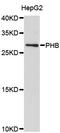 Prohibitin antibody, abx125035, Abbexa, Western Blot image 