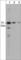 Syntaphilin antibody, SM3711, ECM Biosciences, Western Blot image 