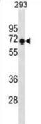 Proline Rich 14 antibody, abx031074, Abbexa, Western Blot image 