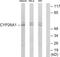 Cytochrome P450 26A1 antibody, TA311699, Origene, Western Blot image 