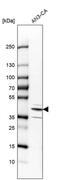 Reticulocalbin 3 antibody, PA5-62182, Invitrogen Antibodies, Western Blot image 