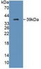 Tectorin Beta antibody, LS-C374702, Lifespan Biosciences, Western Blot image 