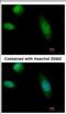 RAD23 Homolog B, Nucleotide Excision Repair Protein antibody, NBP2-16825, Novus Biologicals, Immunocytochemistry image 