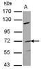 Frizzled Class Receptor 1 antibody, PA5-29855, Invitrogen Antibodies, Western Blot image 